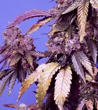 Black Muffin F1 Fast Version > Sweet Seeds | Semillas feminizadas  |  Índica